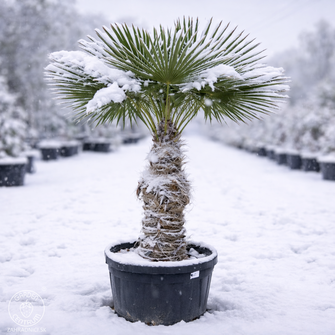 Obrázok Palma konopná (Trachycarpus fortunei) - výška kmeňa 40-50 cm, celková výška 120-160 cm, kont. C20L/55L (-17°C)